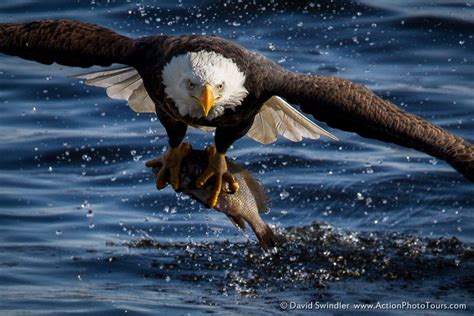 eagle and fish|Sea Eagles, Fish Eagles and Fishing Eagles .